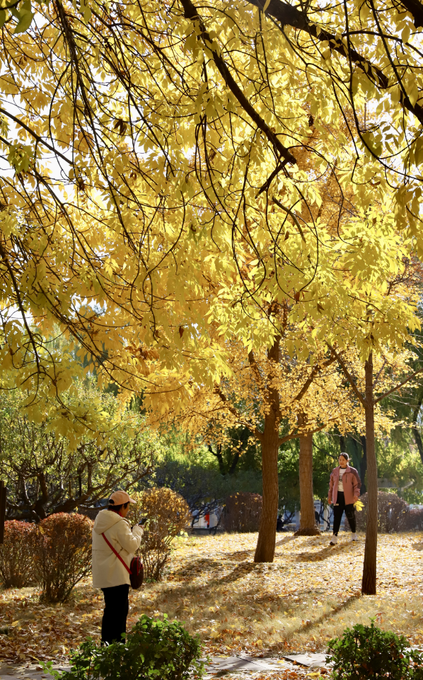 莲花池公园满目鎏金，这个周末等您来赏→
