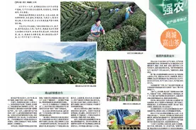 商城高山茶 香飘千万家图片
