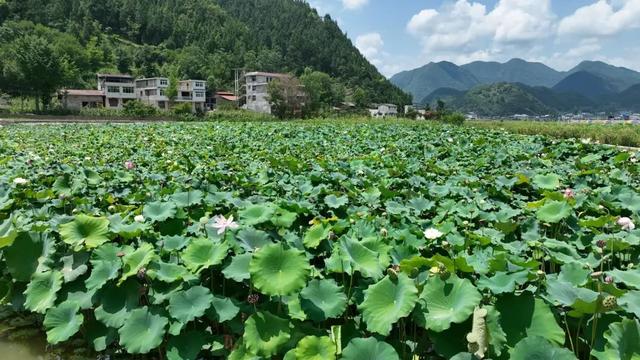 逃离城市计划：镇巴的田园治愈漫游手册