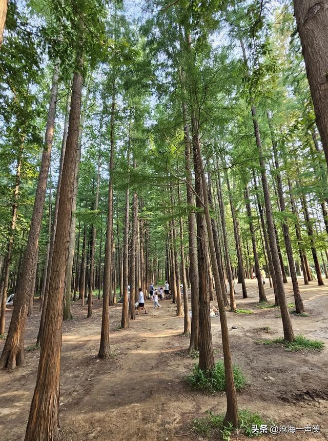 水杉的魅力，水杉大道水杉路，这是哪座城市?猜一猜吧