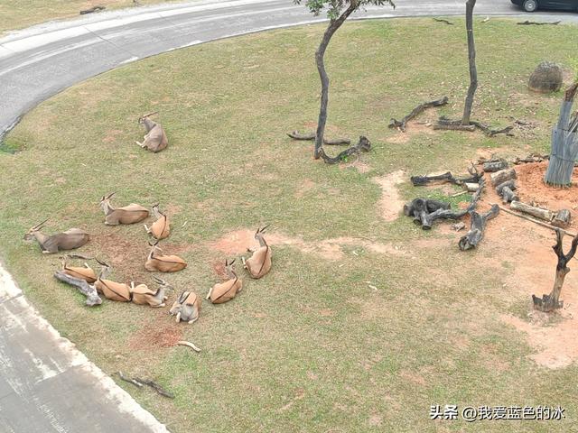 参观广州长隆野生动物园，全程感觉眼累手累腿不累