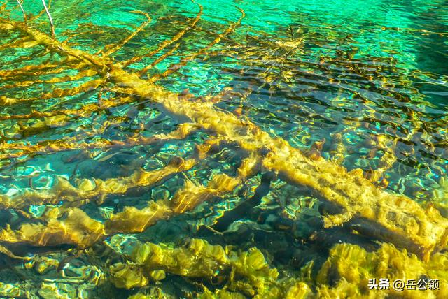 畅游中国｜九寨沟，难忘的那一汪汪水……