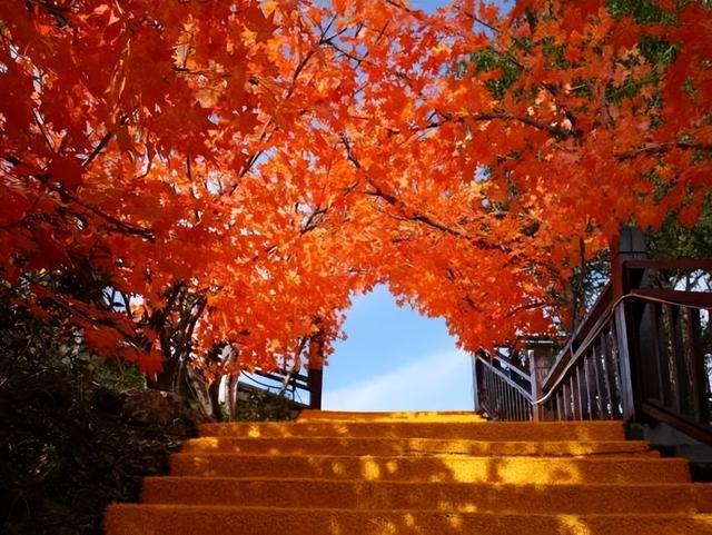 重阳孝心免票周来袭！10.27-11.2，速领全家福，共赴天蒙赏金秋！