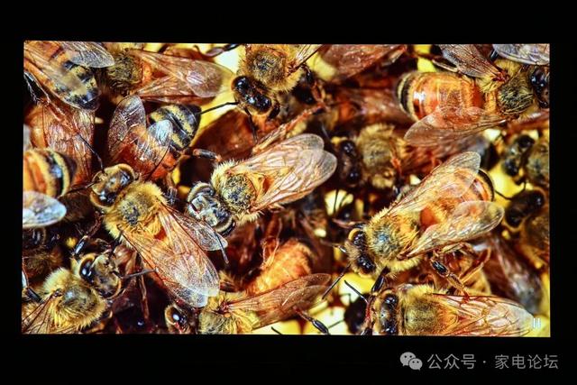 黑位王者与8K先锋： JVC DLA-N988 激光投影机体验分享