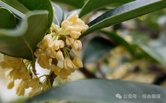 垣曲：桂香飘满街巷 诗意浸润山城