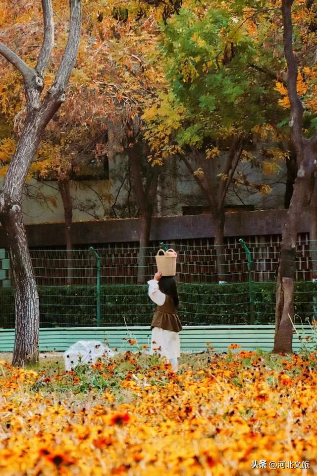 收藏！秦皇岛“银杏观赏地图”出炉，这八处胜地解锁璀璨深秋~