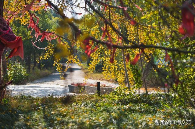 故乡美艳令人醉