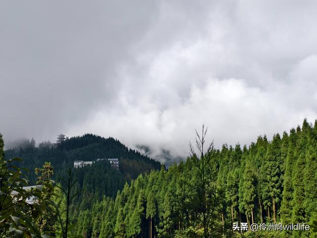 四川行(73)什邡红枫岭徒步到钟鼎寺