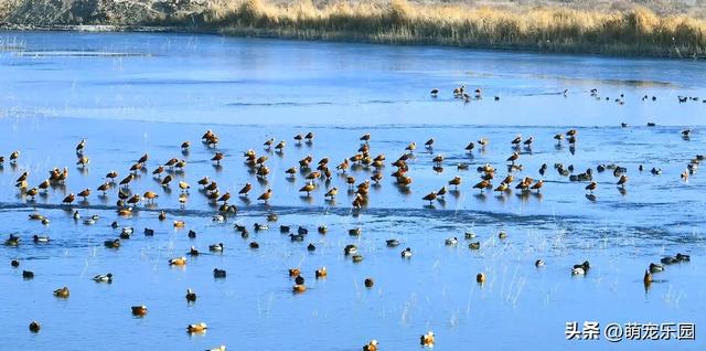 天山南麓现奇观，野鸭成群越冬，西北严寒中绽放生命奇迹