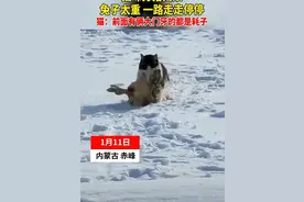 猫咪打猎归来，叼着兔子一路走走停停。猫：前面有俩大门牙的都是耗子……图片