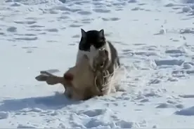 猫咪打猎归来，叼着兔子一路走走停停。猫：前面有俩大门牙的都是耗子……图片