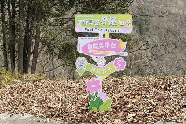 徒步阴平古道，艳遇紫荆繁花｜千年古道万亩紫荆待君来