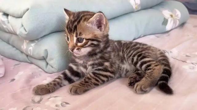 禁止私自饲养！湖南女子废木料里发现4只，养半月后匆忙上交