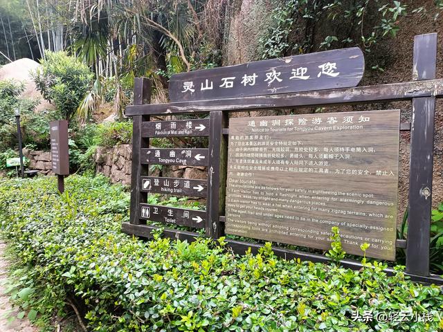 爬灵山石树感触到的（一）