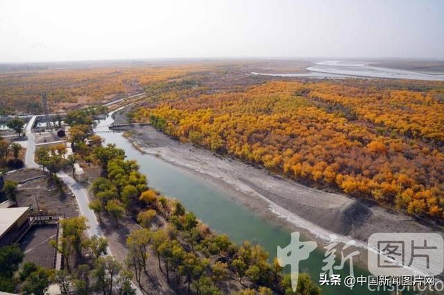 新疆阿拉尔进入胡杨观赏期