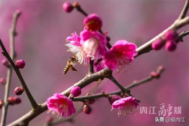 高铁穿花海！快来内江这个公园赏梅打卡