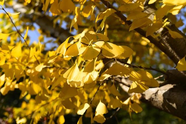 这3.7公里，是公安写给秋日的诗…