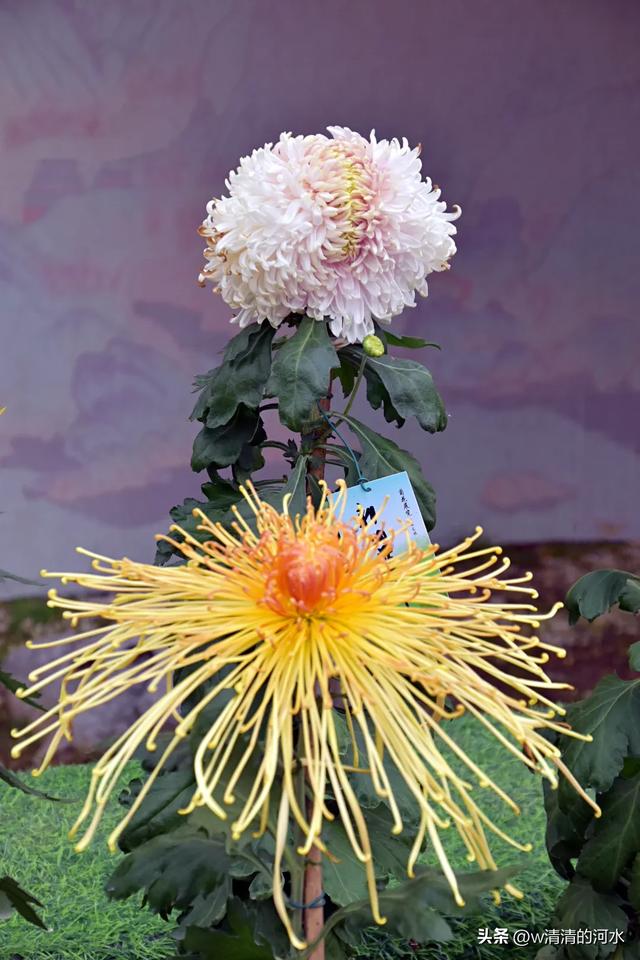 菊花是秋天里绝美的画卷