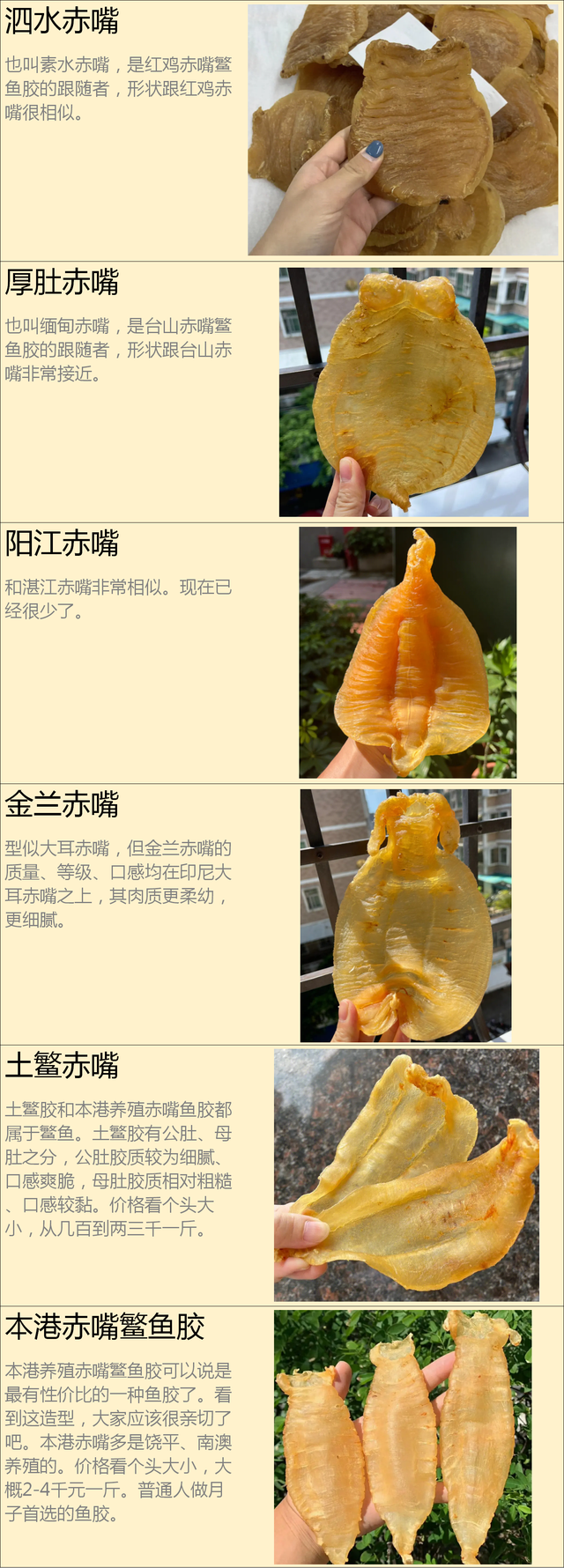 中国五大鱼胶 2026年中国五大鱼胶排名