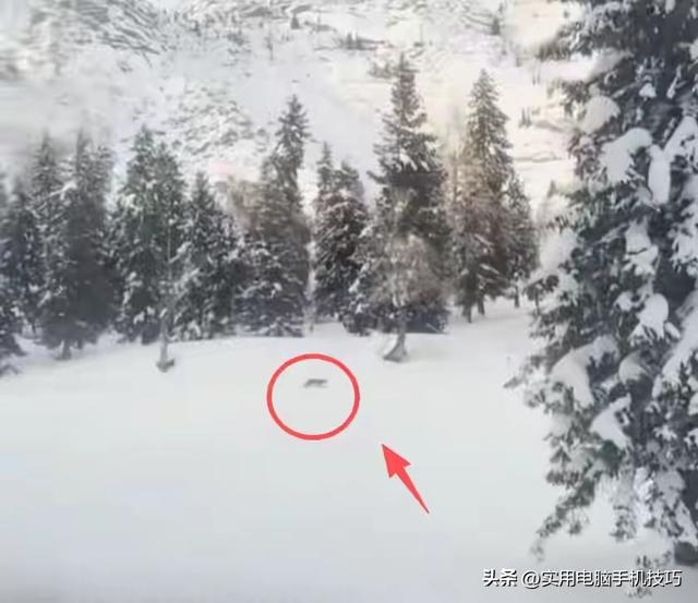 雪豹咬人内幕曝出！村支书还原真相，央视发文怒批	，当事人被打脸