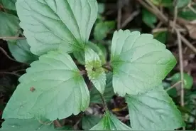 探索紫茎泽兰的秘密:这些功效你肯定不知道！图片