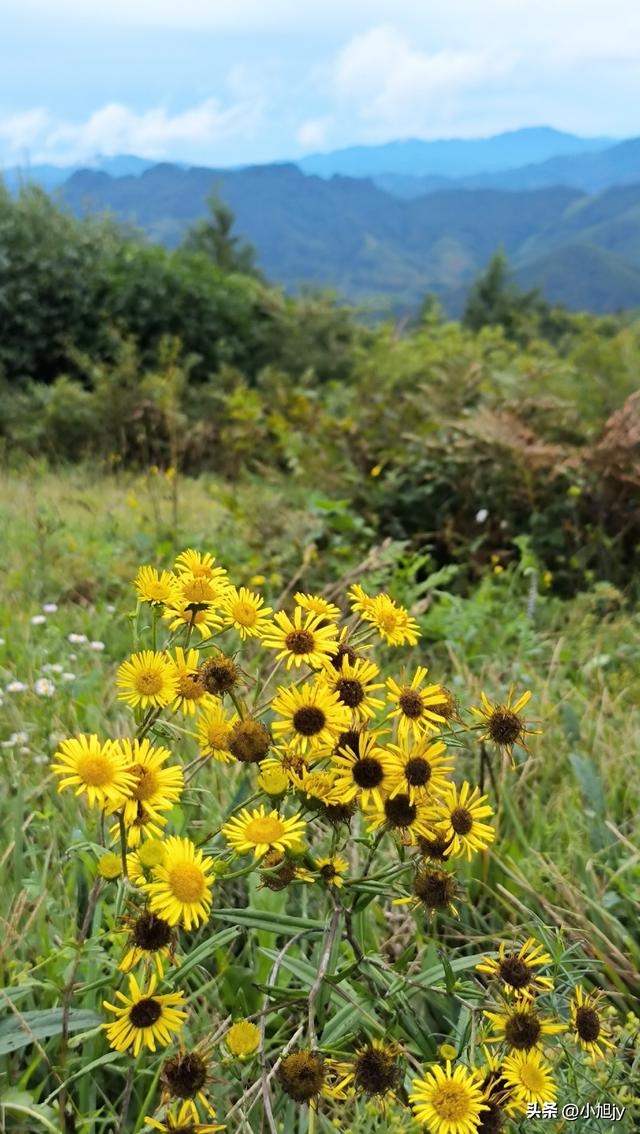 雨后徒步辽阳梨花峪，云雾缭绕｜木栈道、山地草甸、网红秋千