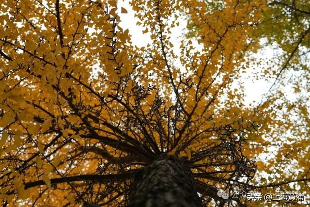 深秋限定！这条百年弄堂里尽是金色的浪漫！