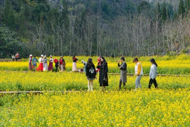 贵州最早的春天在这里！6000亩油菜花开了，视觉效果非常震撼