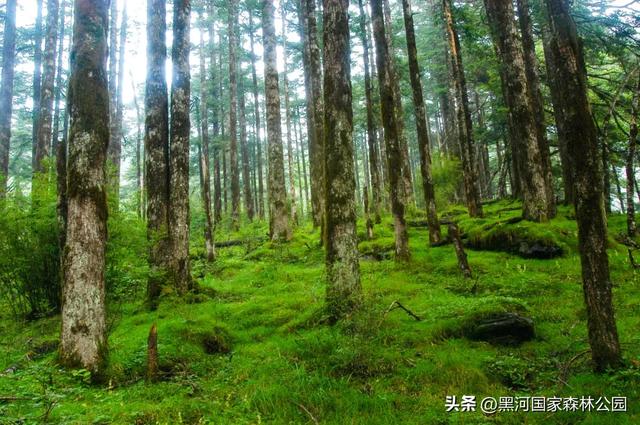 这个夏天,凉爽黑河等风也等你