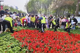 鲜花不浪费！保定马拉松万盆花卉免费领回家图片