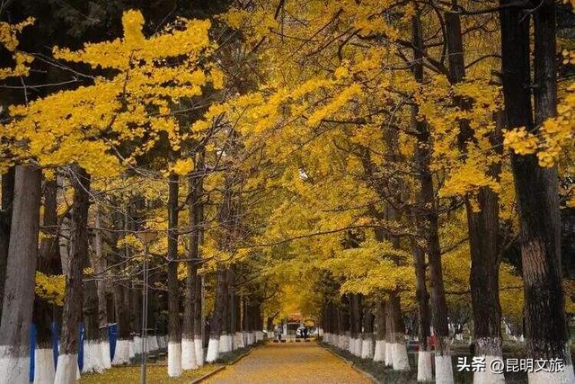 跟着赛事游昆明｜昆明金色信号已满格！这份“市区寻金图鉴”带你解锁冬日温柔