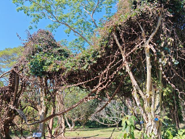 在植物园里寻找哲理