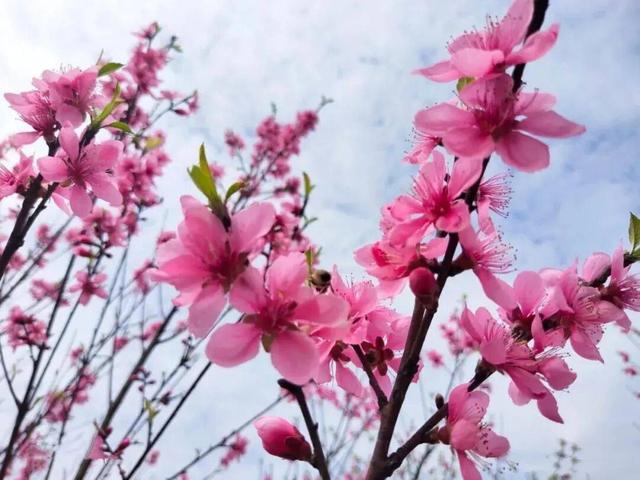 【美丽四川】诗意荣边：影落清波十里红‖王谦