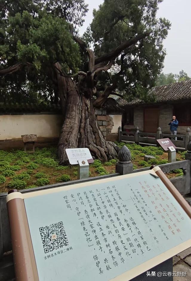 嵩阳书院的古柏