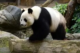 同样是租借大熊猫，为何中国宁愿借给日本，却连拒印度14次？图片