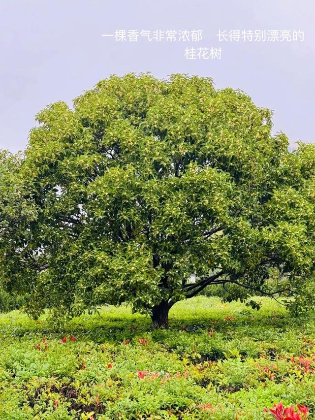 10月，「需要另一个同类」