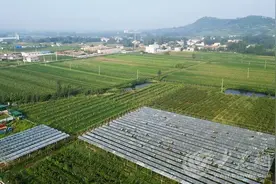 在薛城区沙沟镇，有这样一位返乡创业人……图片