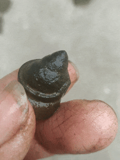 四川男子清洗田螺时，意外发现田螺身上套着金戒指	，价值或超万元