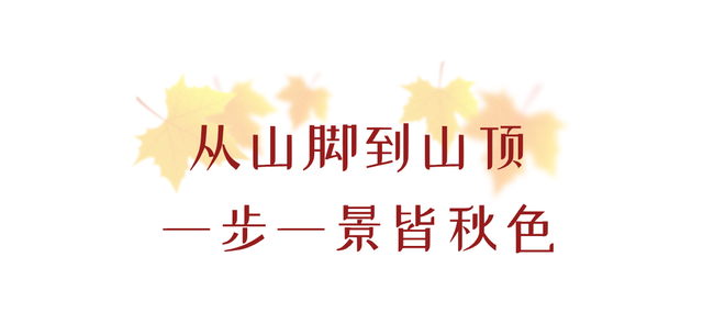 划得来！秋天来西岭雪山看彩林，门票直接免了！