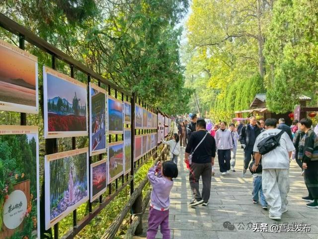 首日突破10000人！浮来山银杏季从从容容花式“宠客”！