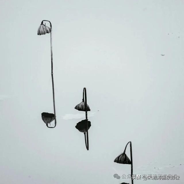 陕西渭南：人民公园银杏林色彩纷呈 祥和美丽 秋色宜人