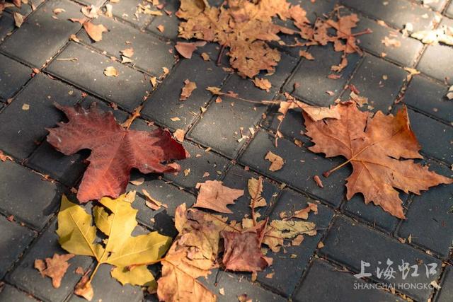 又到落叶季！错过等一年~