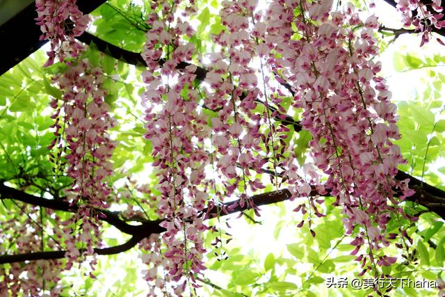 玉渊潭公园紫藤花开，诗意满满，演绎“一帘幽梦”的极致浪漫