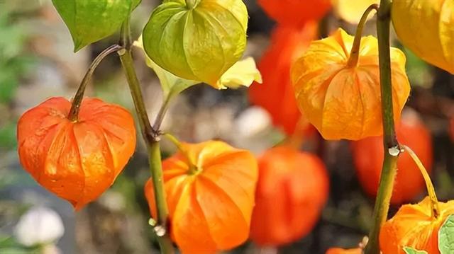 农村越来越少的植物灯笼草，老一辈称之为“补肾果”，您认识吗？