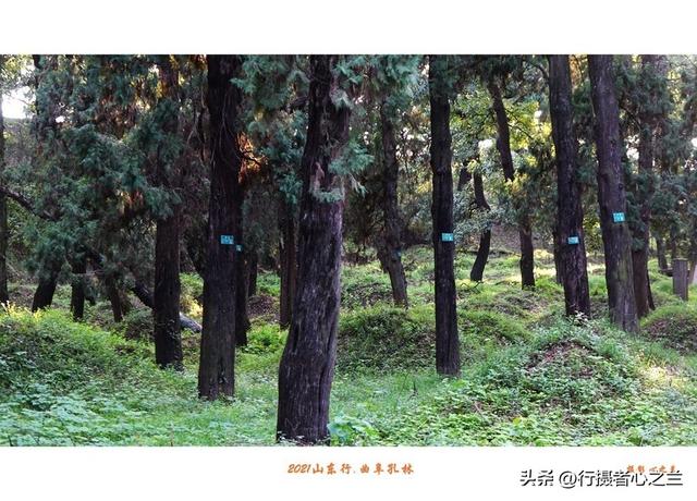 山东行游影记（226）—曲阜孔林（二）