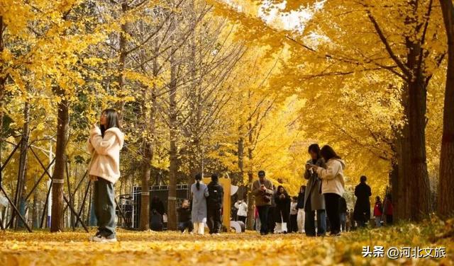 绝美！今天石家庄这个“金色海洋”吸引众人打卡！