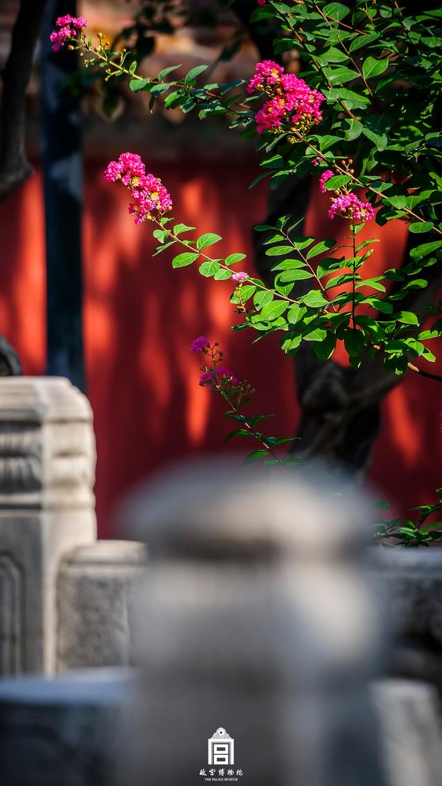 故宫的花开了，给历史赋予了春天的气息