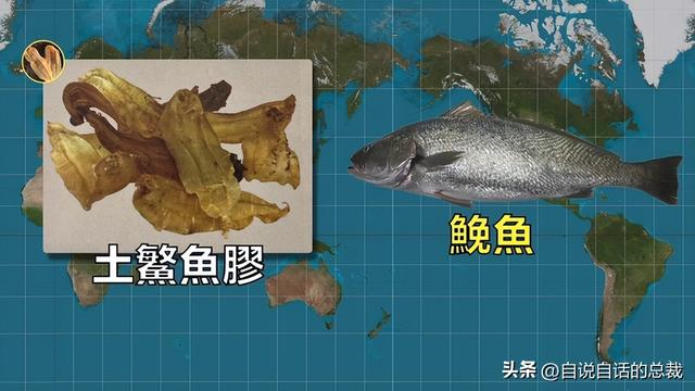 巴西黄鱼胶多少钱一斤 2026年巴西鱼胶便宜吗