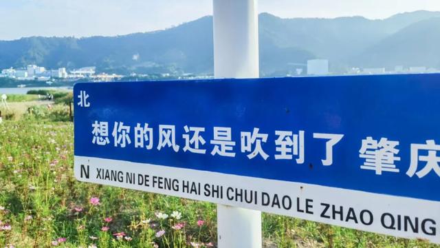 被端州这片花海圈「粉」了