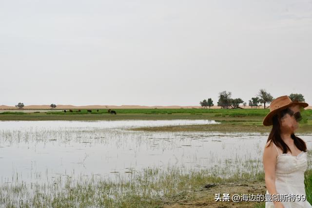 海边游记｜沙海狂飙与绿洲寻踪：内蒙古腾格里沙漠一日“历险记”